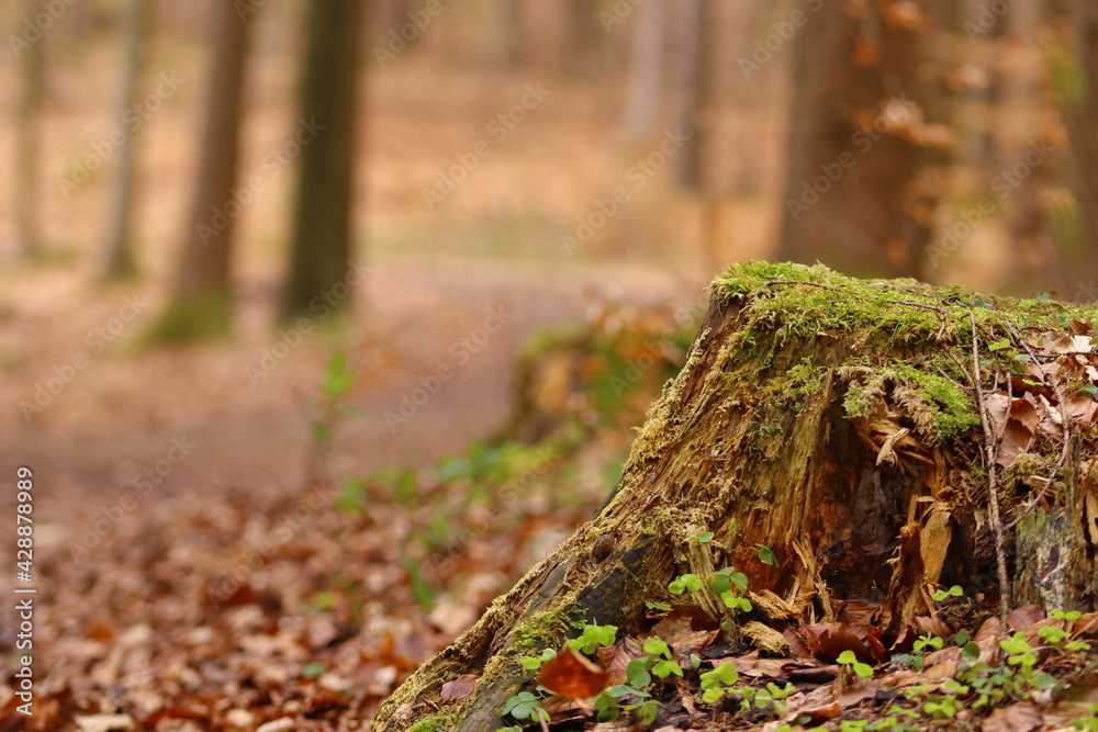 ztree stump amidst leaves in front of a forest trail ztree stump amidst leaves in front of a forest trail