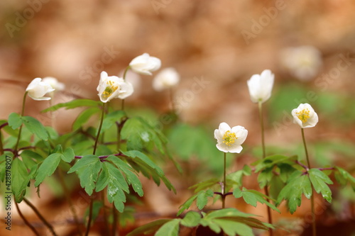 close up of small wild flowers amidst leaves