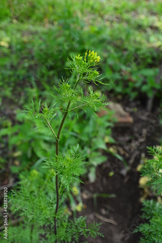 In spring, Descurainia sophia grows in the wild photo