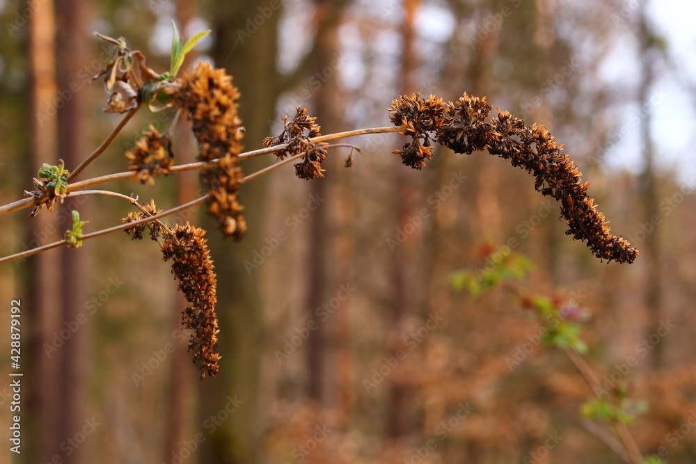 Naklejka premium close up of dry elder berry seeds
