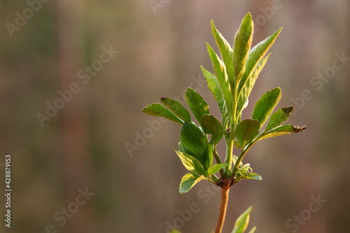 close uup of a young twig with fresh leaves