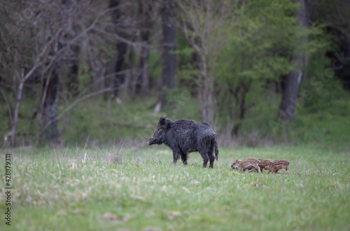 Wild boar with piglets in forest