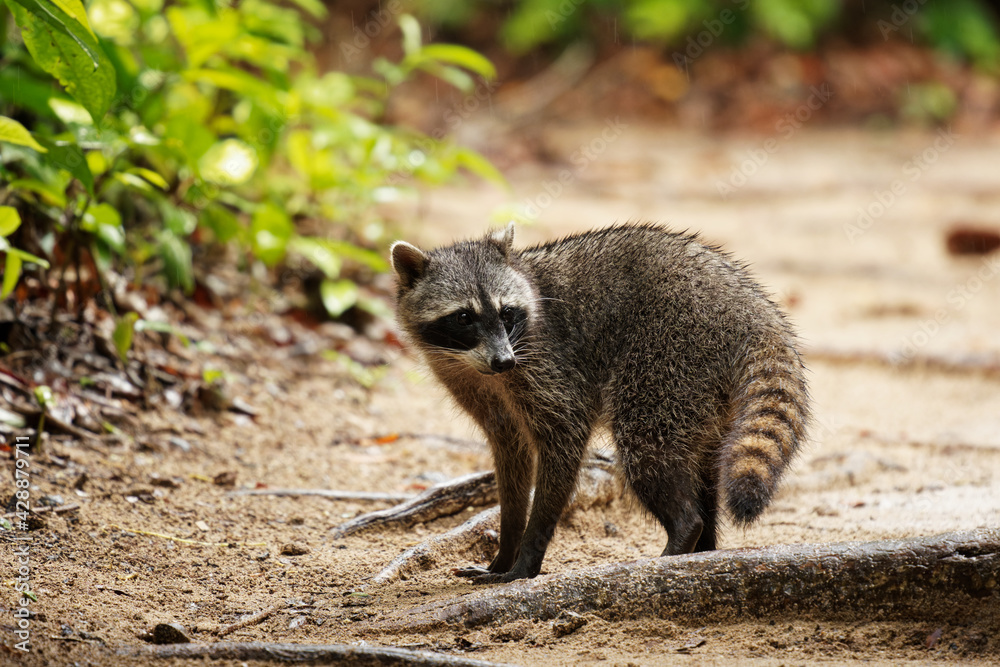 Fototapeta premium Raccoon - Procyon lotor also common raccoon, North American raccoon, northern raccoon, or coon, is a medium-sized mammal native to North America in the rain season in Costa Rica