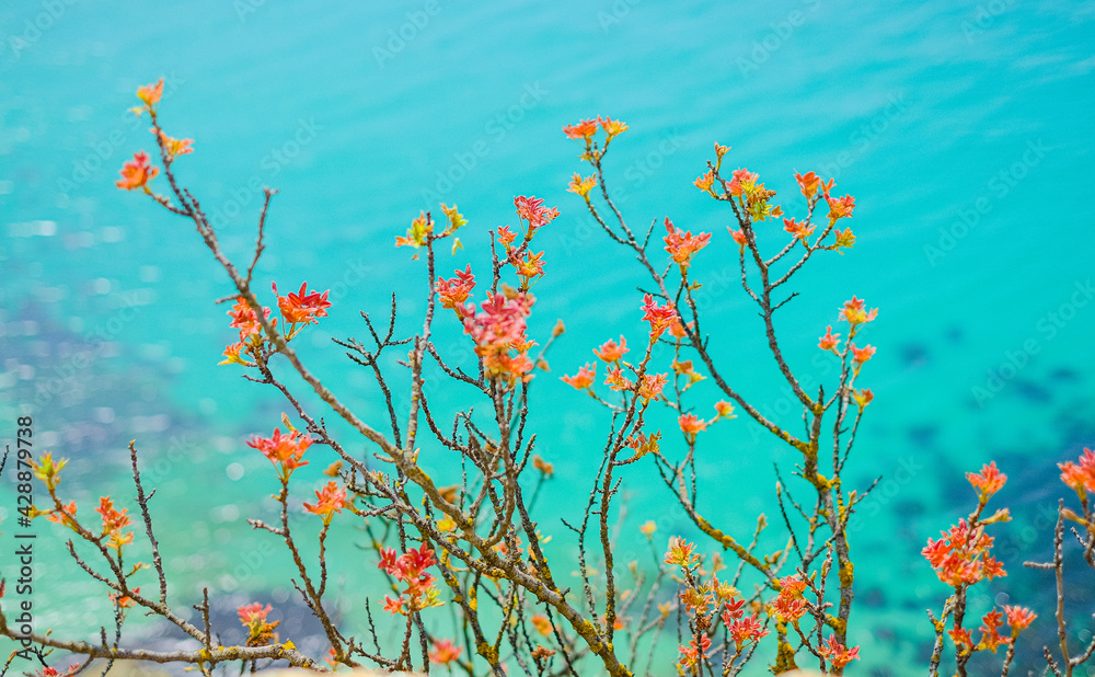 A tree with red leaves on a blue sea background