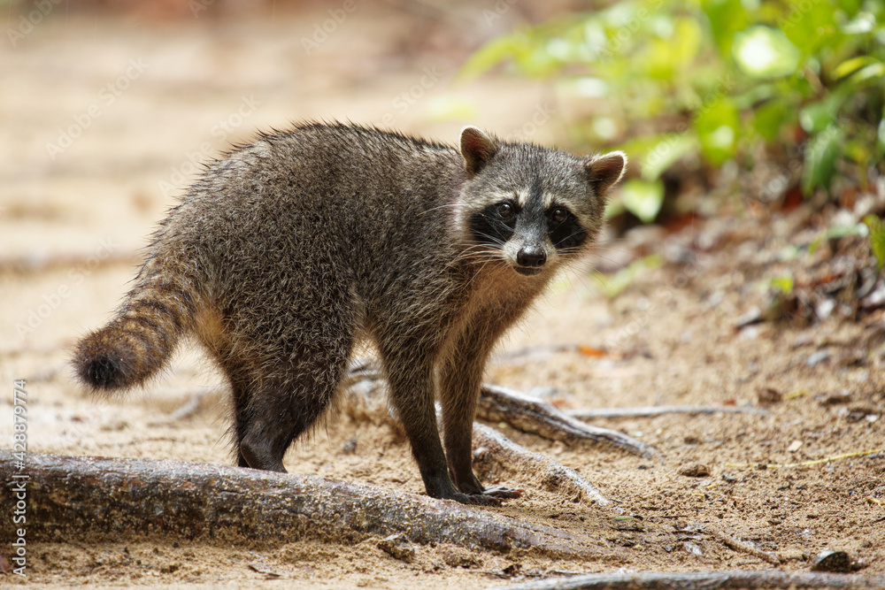 Raccoon - Procyon lotor also common raccoon, North American raccoon, northern raccoon, or coon, is a medium-sized mammal native to North America in the rain season in Costa Rica