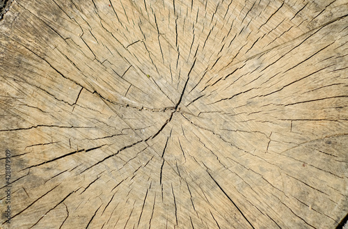 Sawn wooden timber texture. Natural wood texture.
