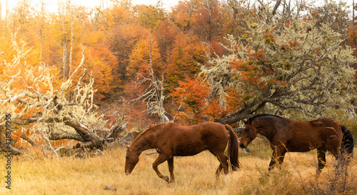 Horses in natural reserve