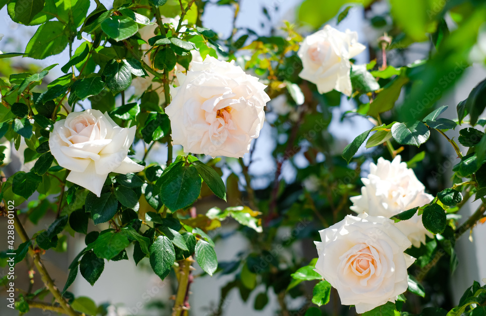 Blooming white rose bush in the garden Blooming white rose bush in the garden