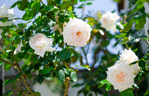 Blooming white rose bush in the garden