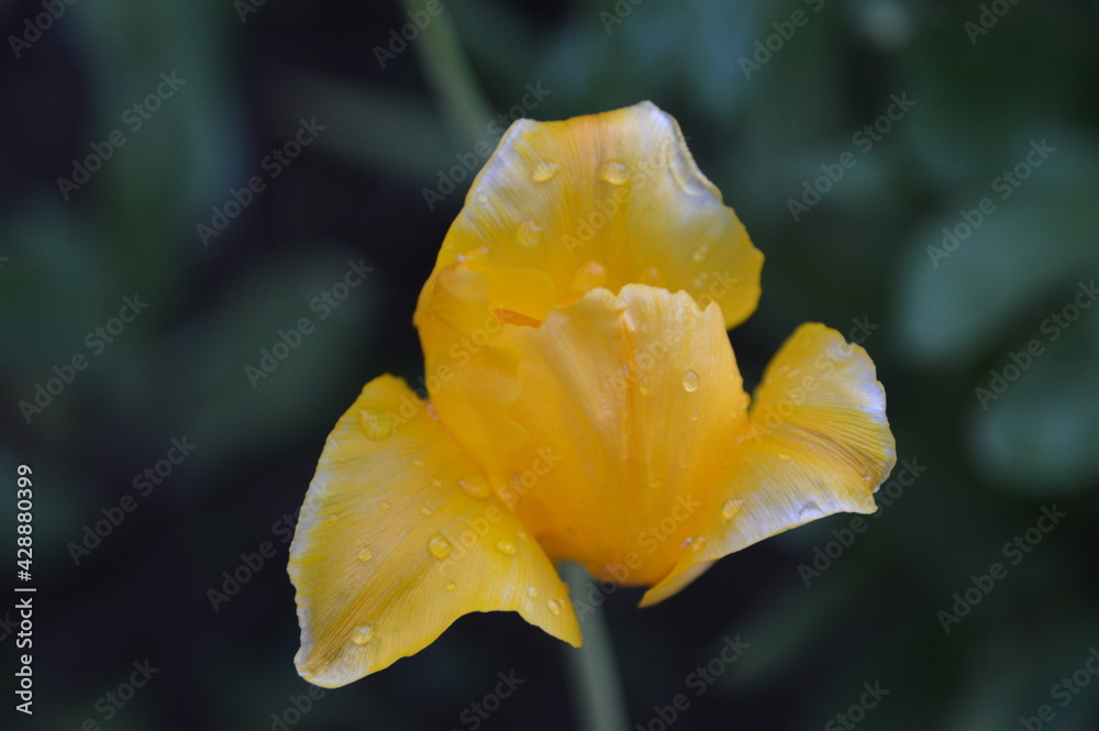 Fototapeta premium close-up: beautiful yellow tulip with raindrops on it