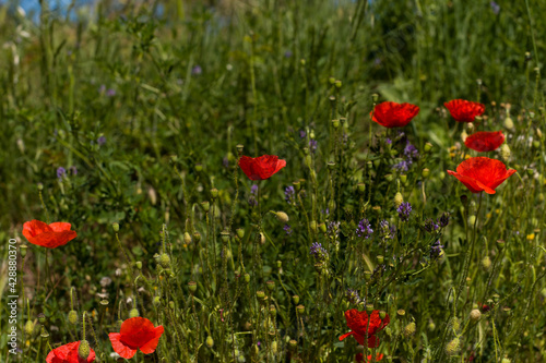 springtime poppies