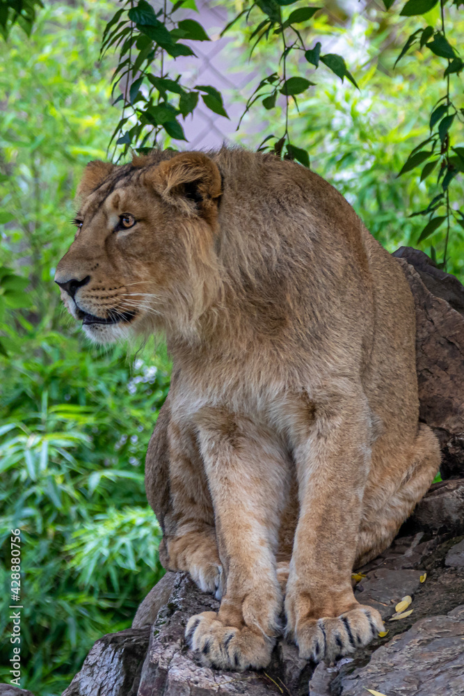 Fototapeta premium A young lion sitting high on some rocks