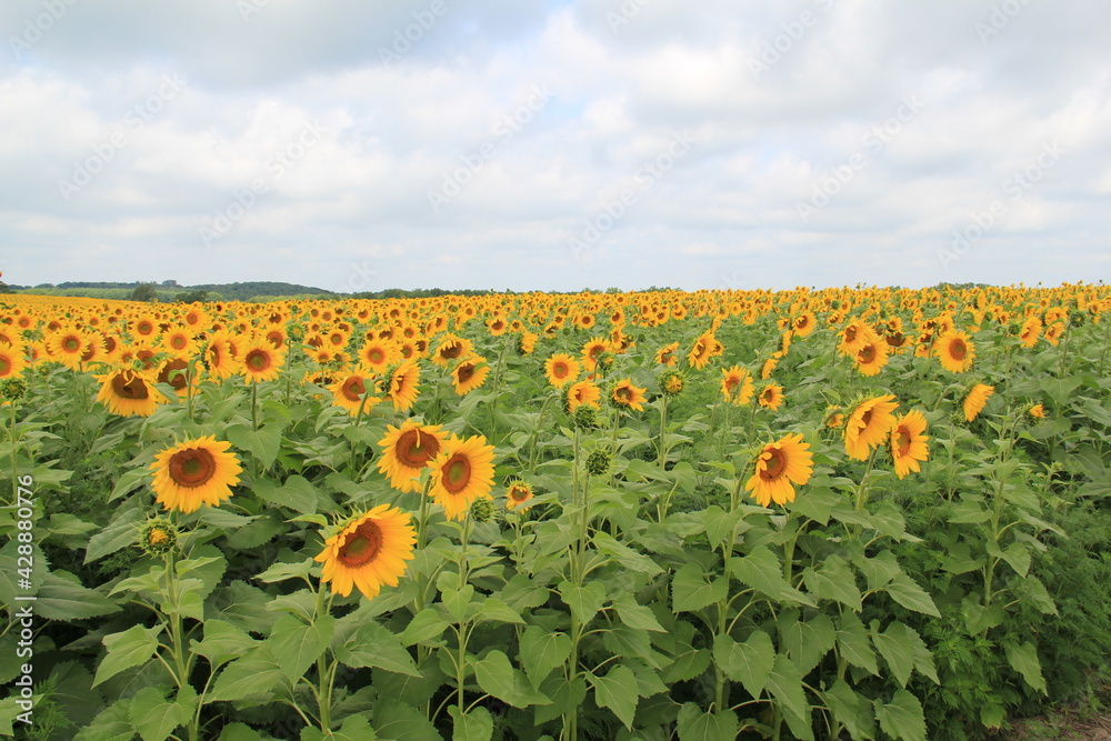 Sunflower Field in Wisconsin in Full Bloom