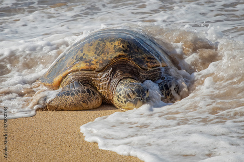 Hawaiian Green Sea Turtle Emerges Onto Beach in Foamy Surf