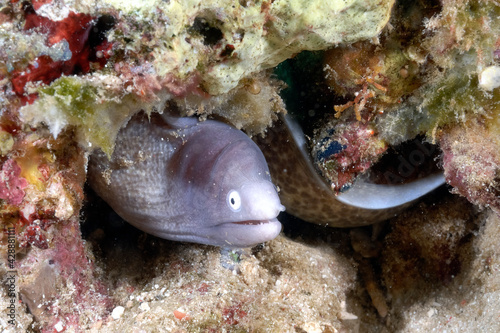 A picture of a white eyed moray