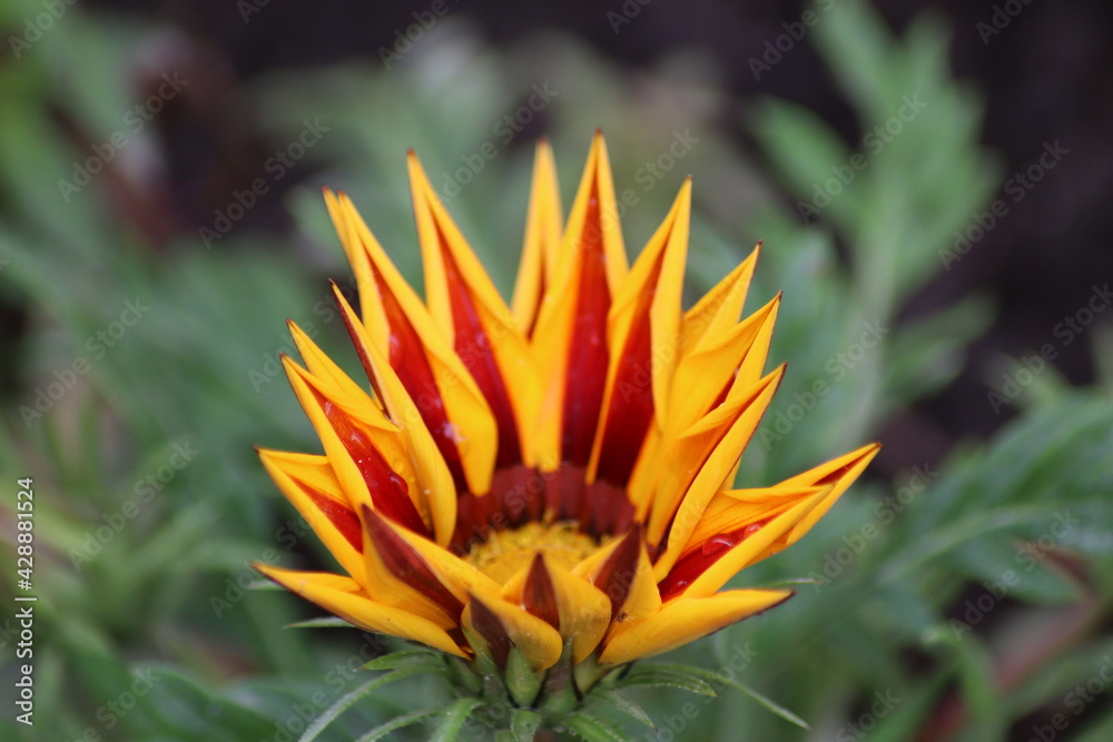 flower flower