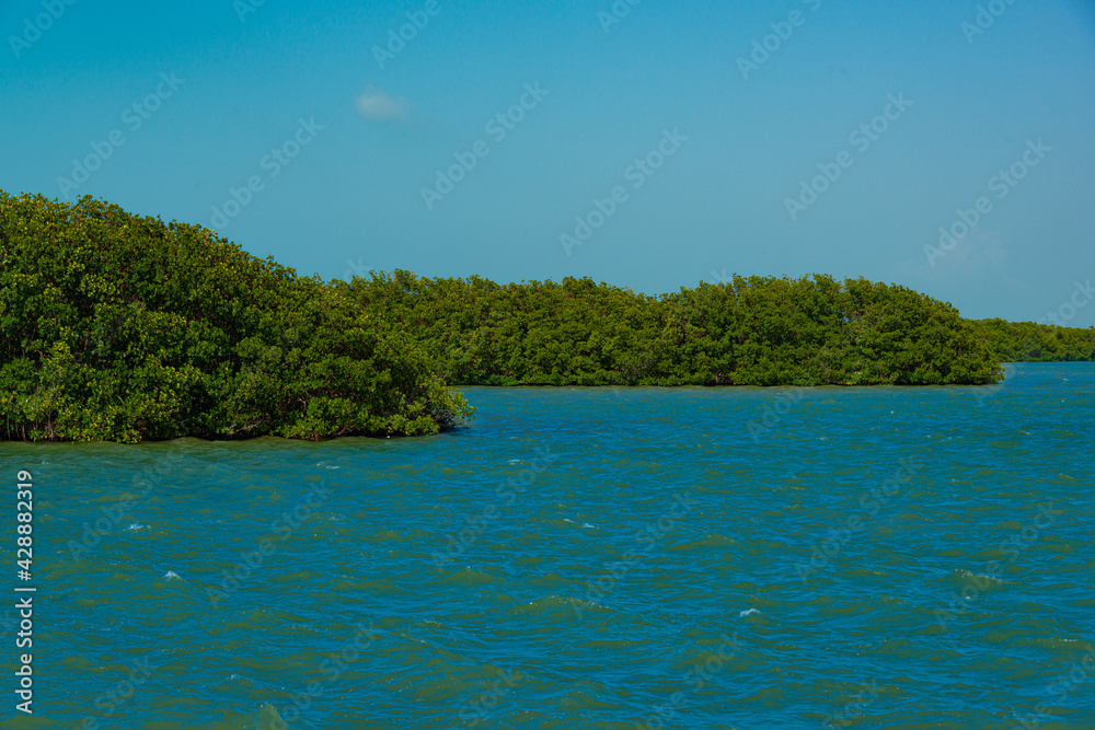 Tajamar mangrove, located in Cancun, Mexico