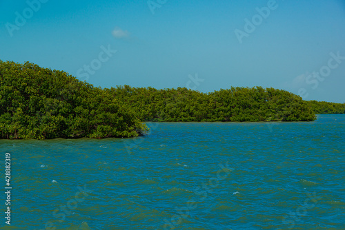 Tajamar mangrove, located in Cancun, Mexico
