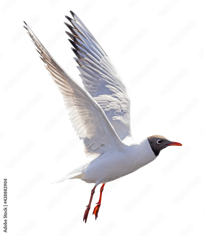 Obraz premium one flying black-head isolated white gull photo
