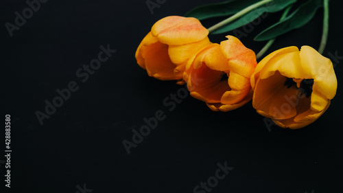 yellow tulip on black background