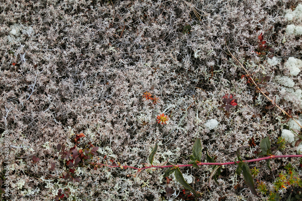 The texture of a botanical substrate made of herbs and moss. The texture of a botanical substrate made of herbs and moss.