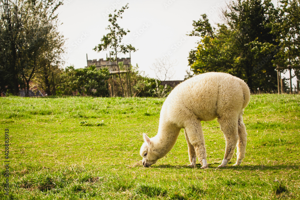 Naklejka premium Young white alpaca on the old farm
