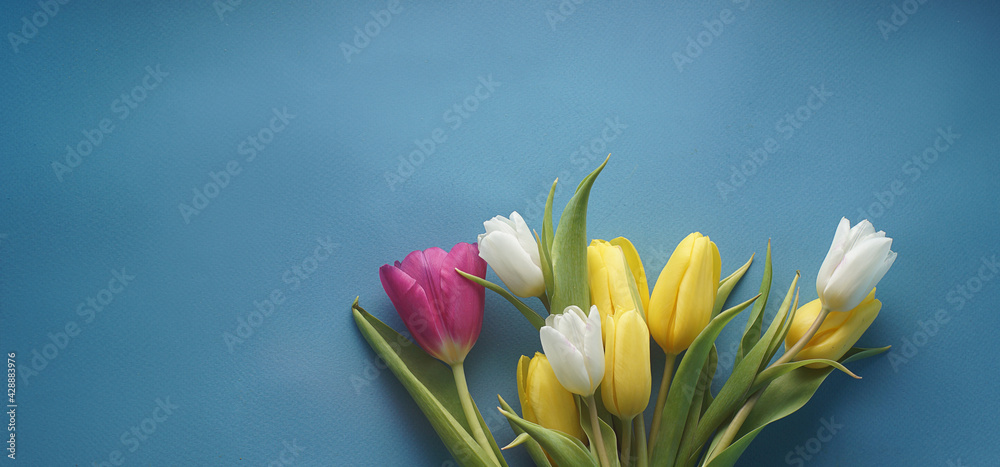 Fototapeta premium Spring tulips on a blue background of different colors