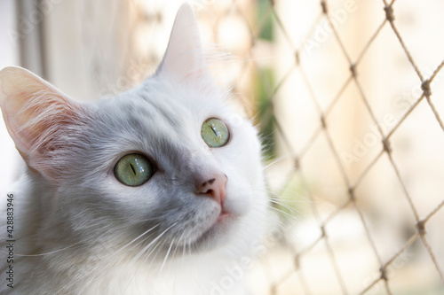 Gato branco na janela 
