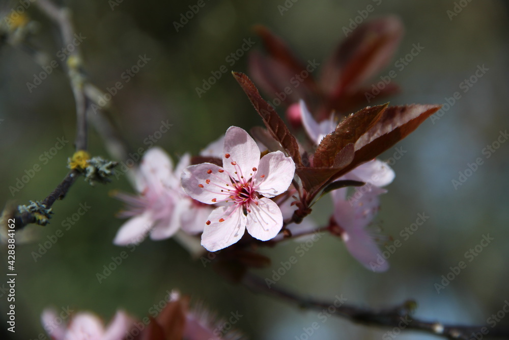 fleur rose d'arbre à feuille brune du style prunus fleur rose d'arbre à feuille brune du style prunus