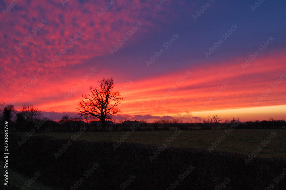 Obraz premium Sunset across fields with silhouetted tree