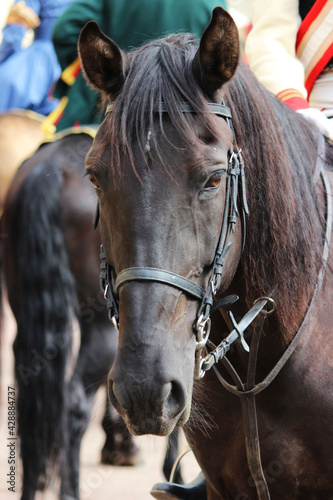 head of a chestnut horse in ammunition, vertical photo. Riders' performance on the City Day