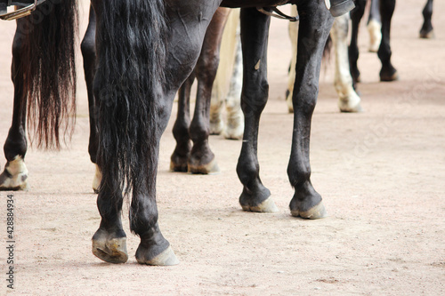 many horse legs, one of which stands on a toe. The trimmed surface of the hoof is visible from below. Riders' performance on the City Day.