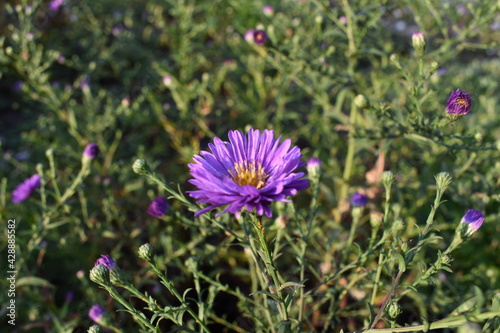 flowers in the garden