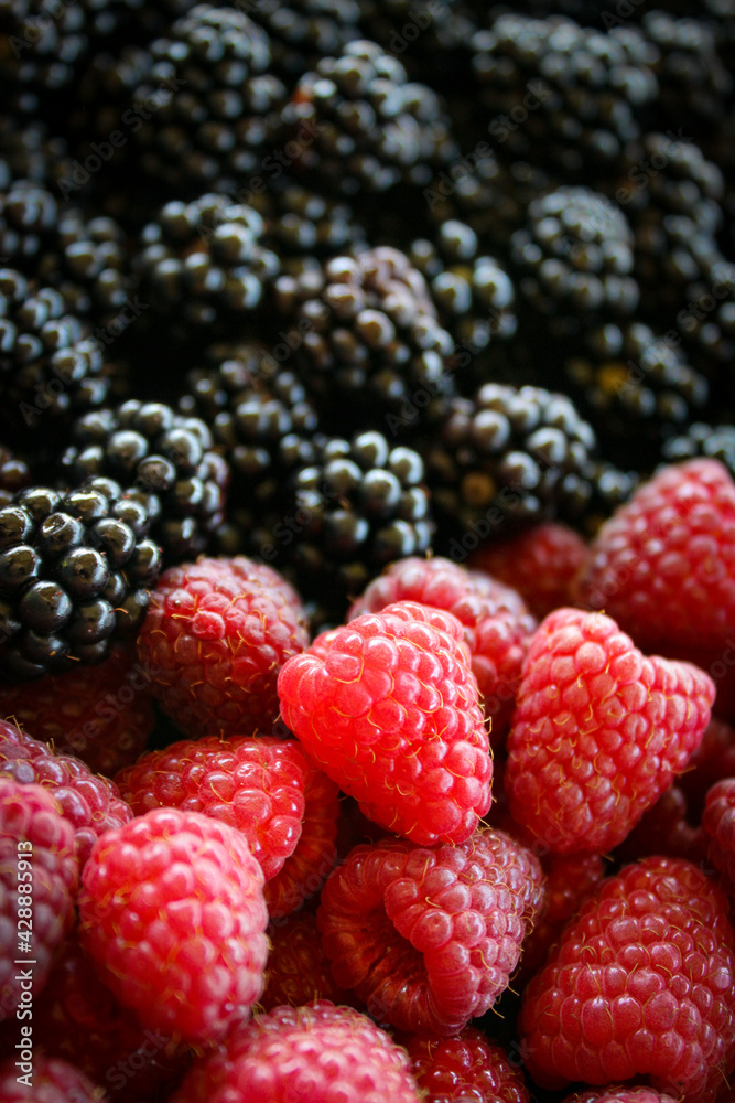 Raspberries and blackberries. Raspberries vs blackberries. Raspberry. Blackberry. Mix berries. Fruits. Fruit. Raspberries and blackberries. Raspberries vs blackberries. Raspberry. Blackberry. Mix berries. Fruits. Fruit.
