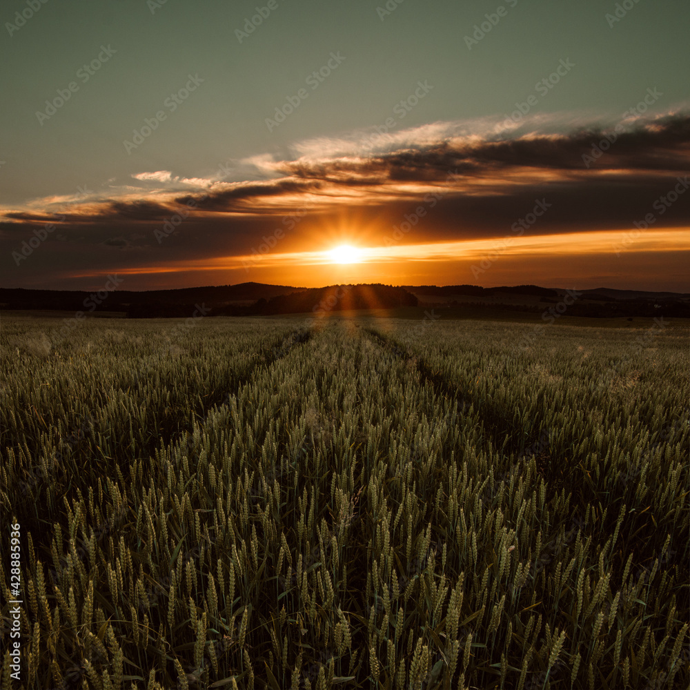 Obraz premium wheat field at sunset