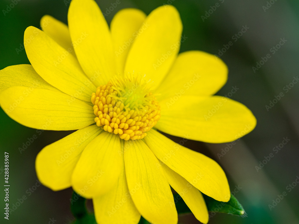 Macro of bright yellow wild flower Macro of bright yellow wild flower