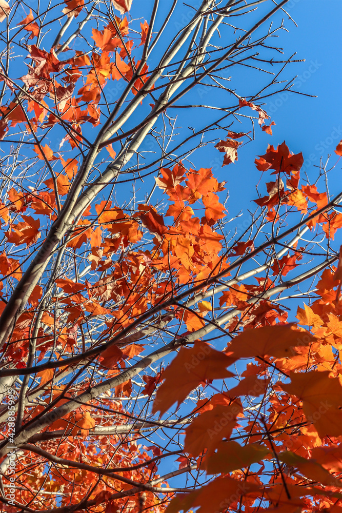 Breezy fall afternoon with leaves steadily falling - Fall in Central Canada, ON Breezy fall afternoon with leaves steadily falling - Fall in Central Canada, ON
