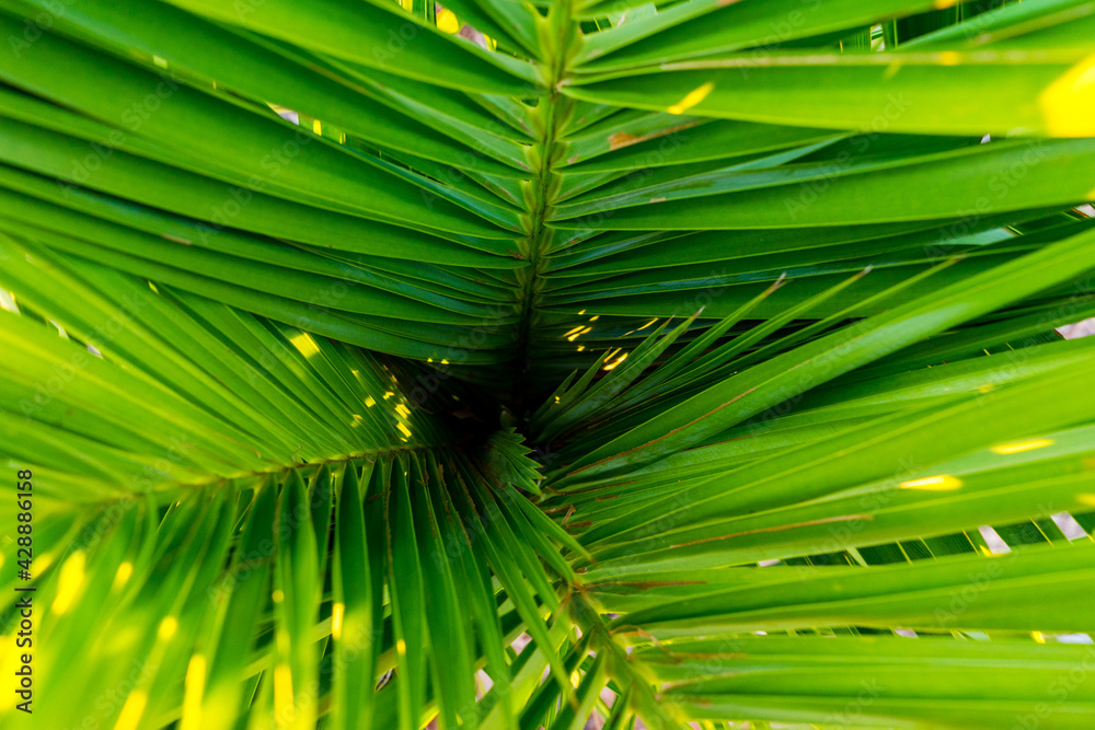 inside palm tree - obrazy, fototapety, plakaty 