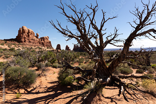 Paisaje con árbol seco en Utah, Arizona.