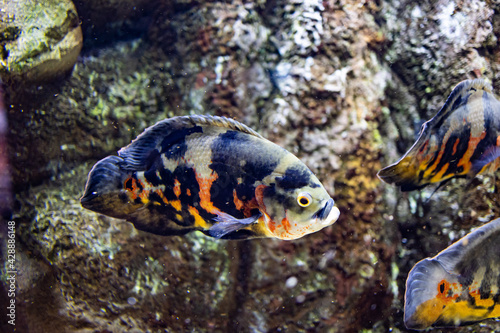 little fish animal swimming in the aquarium of the zoo of Zaragoza in Spain on a dark background