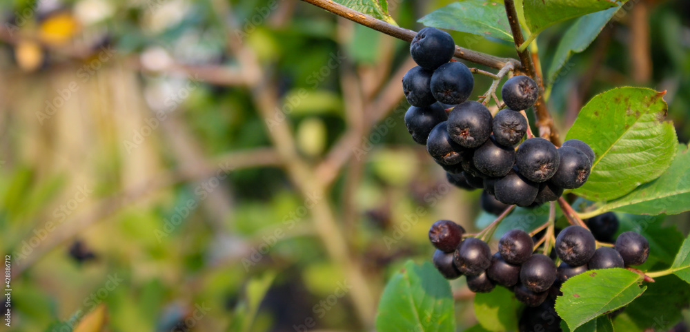 Banner. A group of chokeberry berries on a branch. Copy text. Aronia.
