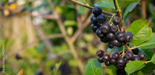 Banner. A group of chokeberry berries on a branch. Copy text. Aronia.