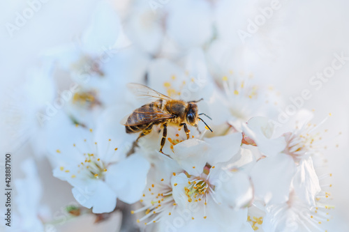 Honey bee on spring flowers. Close-up, bright, toned photograph. Signs of spring. © Vladimir Kayukov
