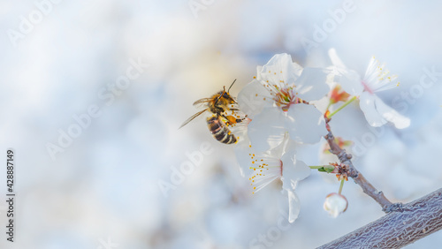 Honey bee on spring flowers. Photo toned, background. Signs of spring.