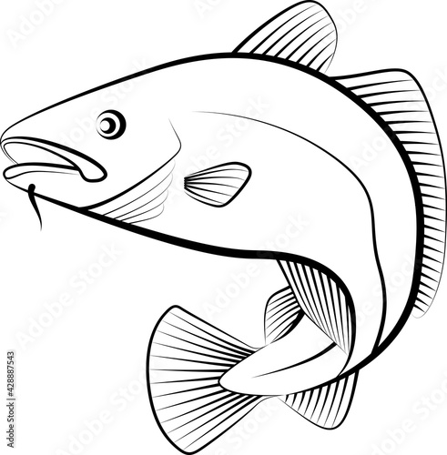 cod fish
