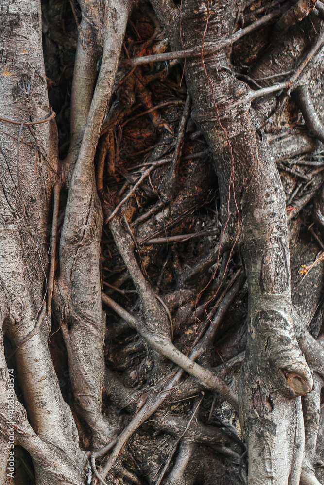 Fototapeta premium Trunk Tree