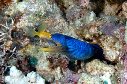 A picture of a blue ribbon eel