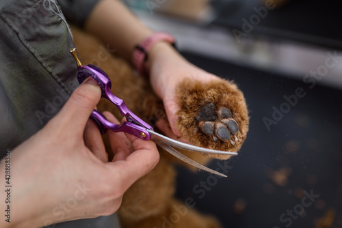 Fotografía Close-up of metal scissors and dog's fur on the paw