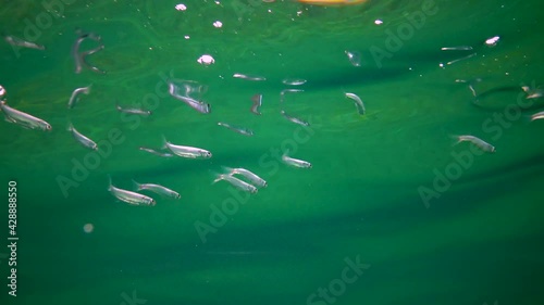 Juveniles of the Black Sea mullet swim quickly near the surface of the water, Black Sea photo
