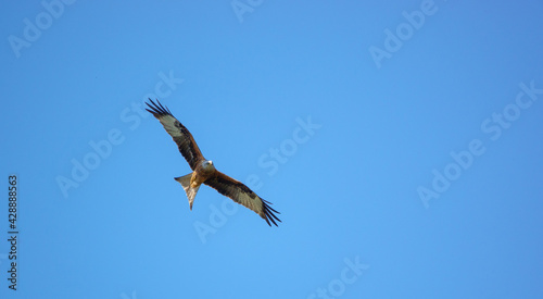 red kite soaring with outstretched wings in a beautiful blue spring sky